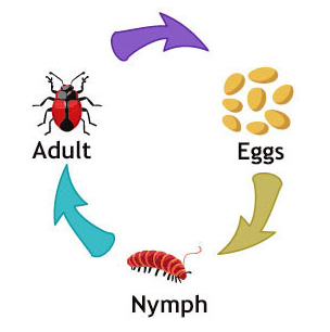 Boxelder bug life cycle